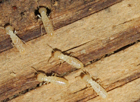 Eastern Subterranean Termite